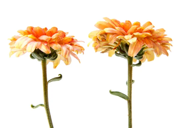 Flor Crisantemo Sobre Tallo Largo Sobre Fondo Blanco Está Aislado — Foto de Stock