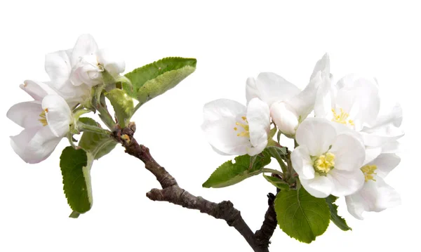 Spring Bloom Cherry Flower White Background — Stock Photo, Image