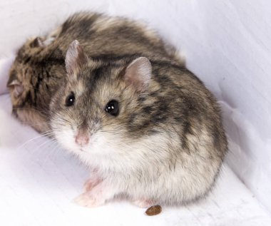 Beyaz arka planda talaş içinde Djungarian hamsterı