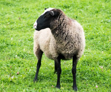  Koyun kırsal Sussex, Güney İngiltere, İngiltere'de Güney Downs tepede otlayan Kuzuların Sessizliği ile