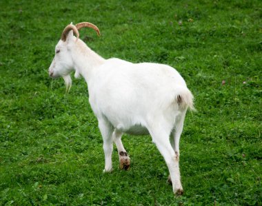 Çayırda otlatma keçi. Beyaz Keçi süt sığır çim yeme bir mera