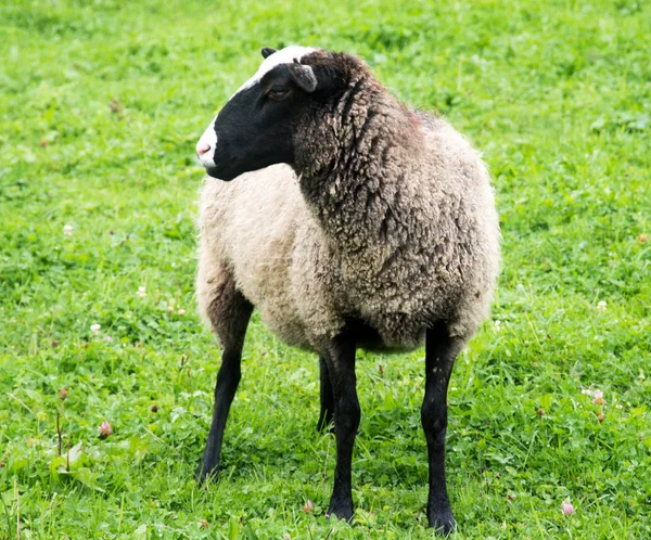  Koyun kırsal Sussex, Güney İngiltere, İngiltere'de Güney Downs tepede otlayan Kuzuların Sessizliği ile