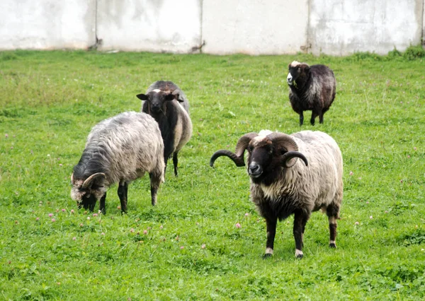 Ovinos Com Cordeiros Pastando Colina South Downs Sussex Rural Sul — Fotografia de Stock