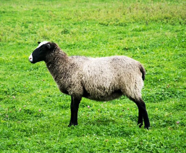  Koyun kırsal Sussex, Güney İngiltere, İngiltere'de Güney Downs tepede otlayan Kuzuların Sessizliği ile