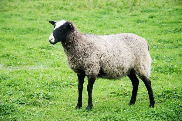 Schapen Met Lammeren Grazend Heuvel Van South Downs Landelijke Sussex — Stockfoto