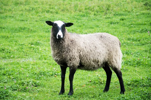 Πρόβατα Αρνιά Βόσκουν Στο South Downs Λόφο Υπαίθρου Sussex Νότια — Φωτογραφία Αρχείου