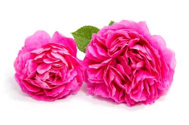 Narin çiçek gül beyaz arka plan üzerinde izole