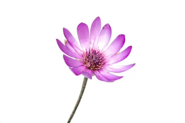 Beautiful Daisy Flowers Isolated White Background — Stock Photo, Image