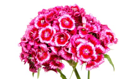 Beyaz arka plan üzerinde izole güzel papatya çiçekler.