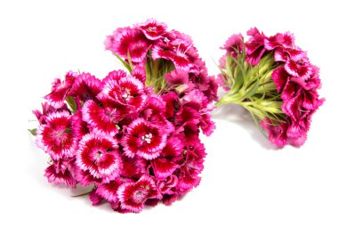 Beyaz arka plan üzerinde izole güzel papatya çiçekler.