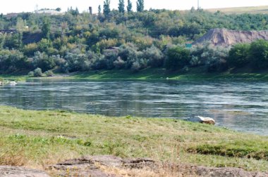 Sonbahar manzara. Nehir ve orman. Doğal arka plan