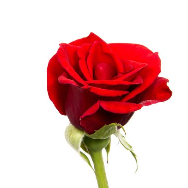 pembe ve beyaz arka plan üzerinde izole Sarı Gül