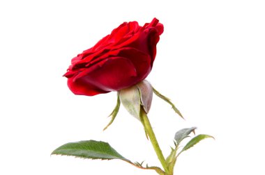 kırmızı gül beyaz arkaplanda izole