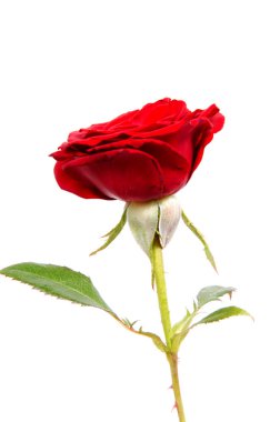 kırmızı gül beyaz arkaplanda izole