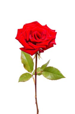 kırmızı gül beyaz arkaplanda izole