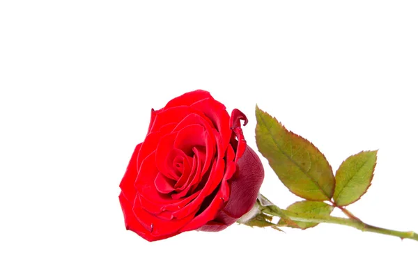 Punainen Ruusu Eristetty Valkoisella Taustalla — kuvapankkivalokuva