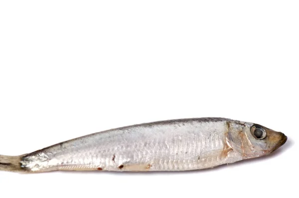 Dry Fish Isolated White Background Horizontal Photo — Stock Photo, Image