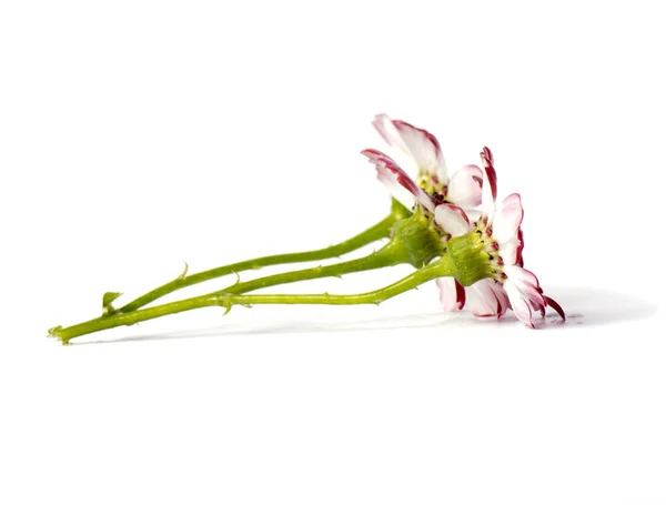 Tavaszi Virágok Elszigetelt Világos Háttér Gyönyörű Színes Rózsaszín Virágok Tavasszal — Stock Fotó