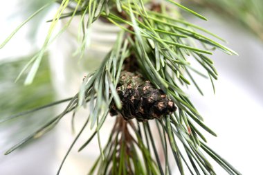 ağaç beyaz arka plan üzerinde izole parçası,