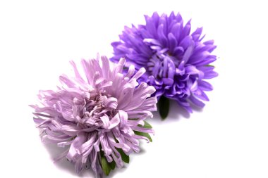 Aster çiçek üzerinde beyaz izole yağmurdan sonra