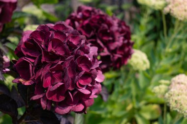 Zırhlı Kıyılarda Ortanca, Fransa 'da Britanya, Ortanca Makrofili, Hortensius