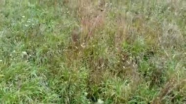 Brittany tarlalarında hava manzarası, saman balyaları ve sürülmüş tarlalar ile çitler