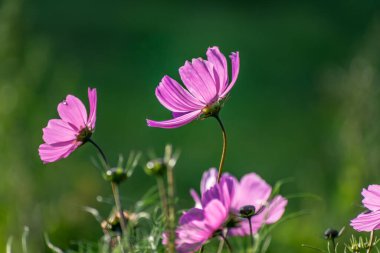 Kozmos çiçekleri güzel bir çayırda, kozmos bipinnatus veya Meksika paskalyası, papatya aile göktaşı