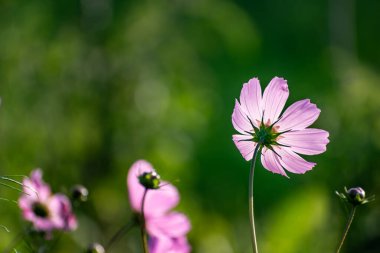Kozmos çiçekleri güzel bir çayırda, kozmos bipinnatus veya Meksika paskalyası, papatya aile göktaşı