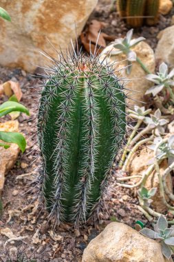 Botanik bahçesindeki bir serada kaktüs