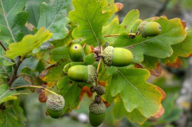 Breton meşesi, meşe palamudu ve yaprak, quercus