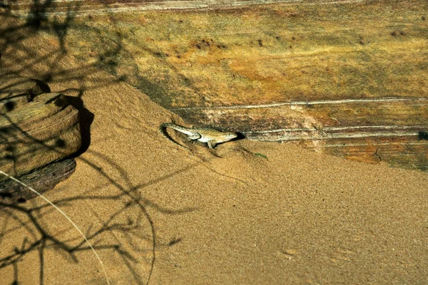 火州公园山谷砂岩中的沙漠刺蜥蜴 — 图库照片