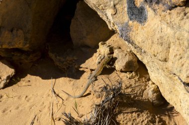 Kumtaşı Parkı'nda Valley of Fire devlet üzerinde yan başlıdırlar kertenkele