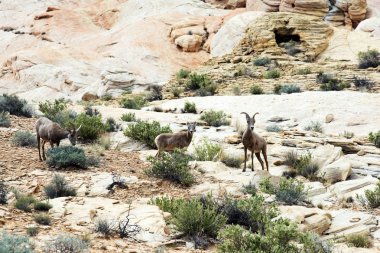 Las Vegas, Nevada Çölü büyük boynuz koyun, doğal Vadisi, yangın Devlet Parkı yakınındaki