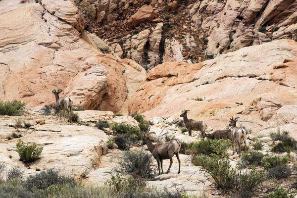 Desert Big Horn Sheep Scenic Valley Fire State Park Las — Stock Photo, Image