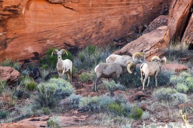 Doğal Valley, yangın Devlet Parkı'Las Vegas, Nevada yakınındaki görüntülemek