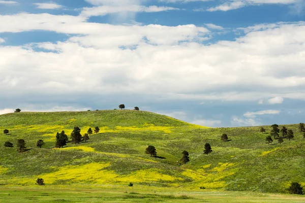 Die Schwarzen Hügel Custer State Park South Dakota — Stockfoto