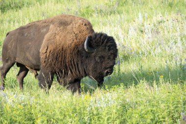 Bison, Custer State Park Güney Dakota Black Hills duydum