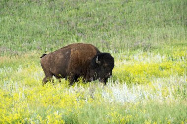Bison, Custer State Park Güney Dakota Black Hills duydum