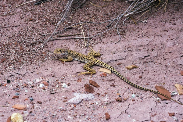 Leopar kertenkele Kuzey Arizona Mojave Çölü'nde