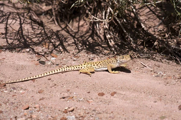 Leopar kertenkele Kuzey Arizona Mojave Çölü'nde