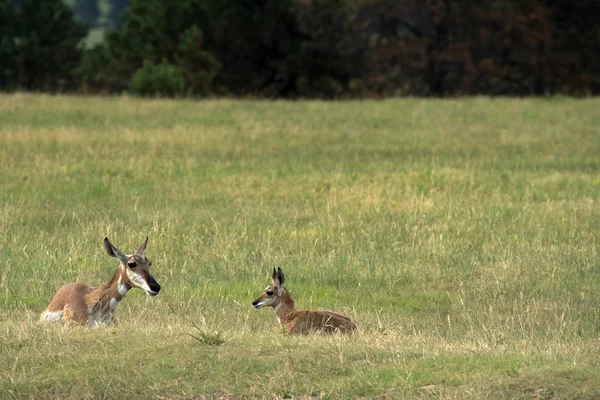 Gabelbock Und Kalb Custer State Park Black Hils Von South — Stockfoto