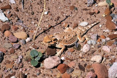 Lee'nin feribot Arizona yakınlarında Mojave Çölü'nde boynuzlu lized