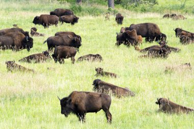 Bison, Custer State Park Güney Dakota Black Hills duydum