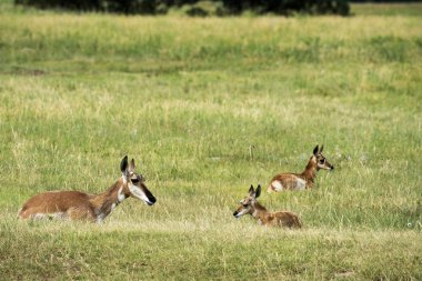 Pronghorn ve buzağı, Custer State Park siyah Hils, Güney Dakota '