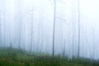 Fog with burned trees at Custer State Park in South Dakota clipart