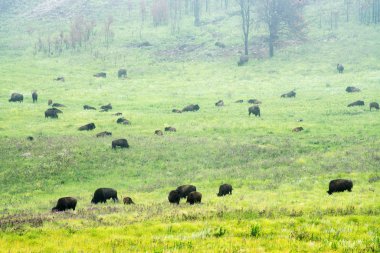 Bizon Custer State Park Güney Dakota Black Hills