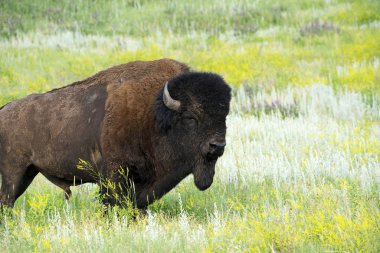 Bison, Custer State Park Güney Dakota Black Hills duydum