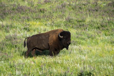 Bison, Custer State Park Güney Dakota Black Hills duydum