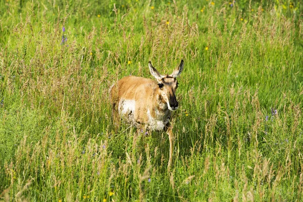 Pronghorn Custer State Park Black Hills South Dakota — Stock Photo, Image