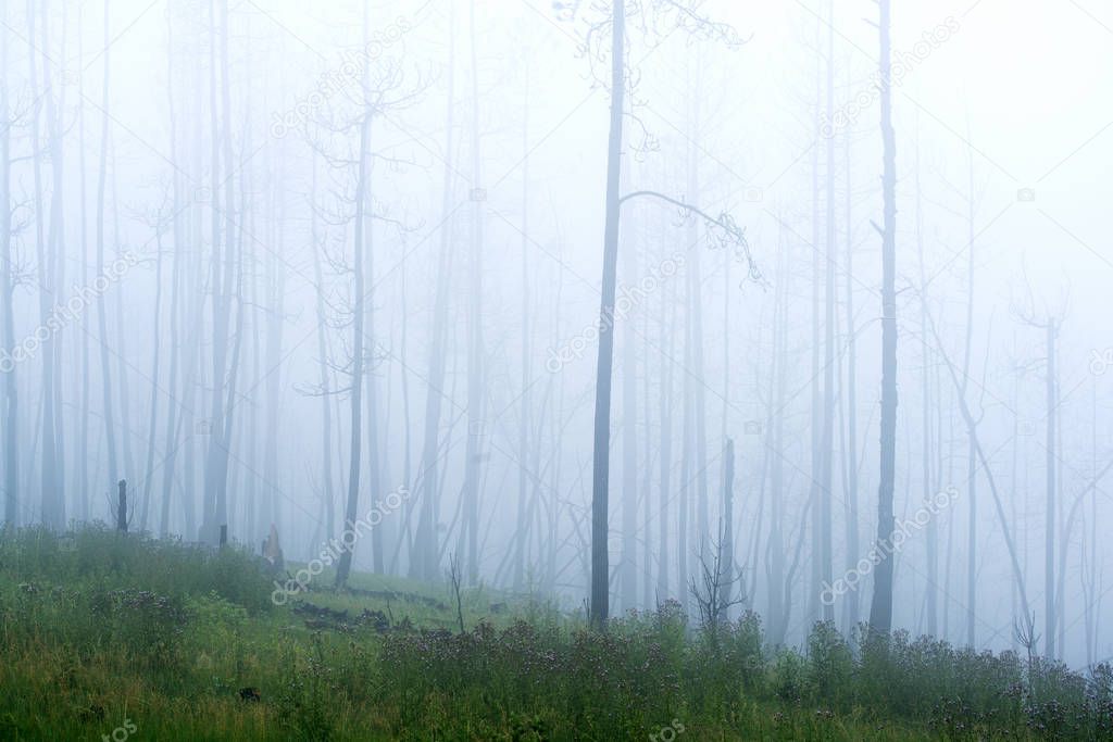 Fog with burned trees at Custer State Park in South Dakota